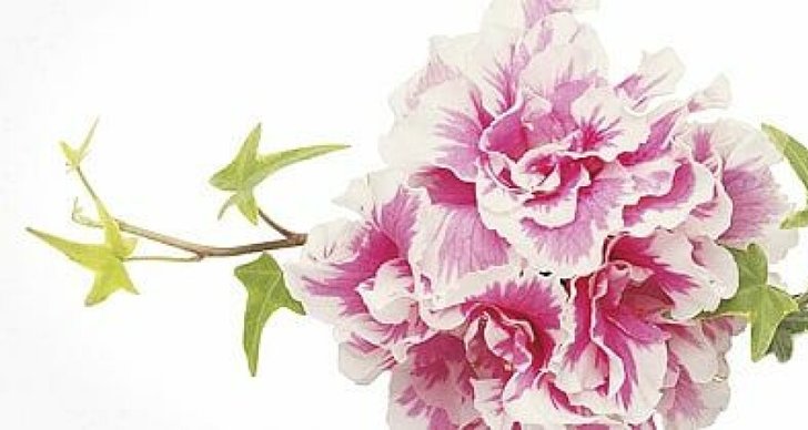 brudgummen, Fräck, blomman, brudbuketten, Sida, corsage, Bröllop, kallas, traditionen, brukar, kavajslaget